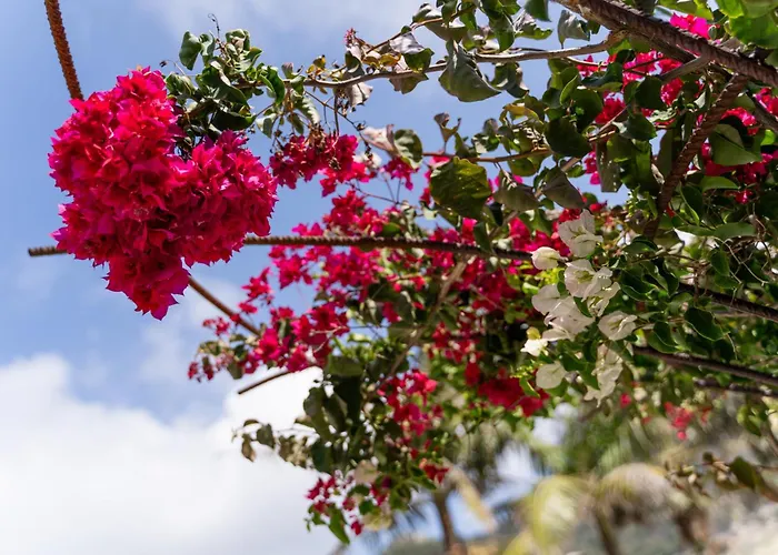Casa Malvas * Porto Santo